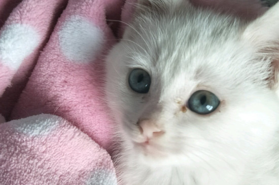 猫白血病能治愈吗