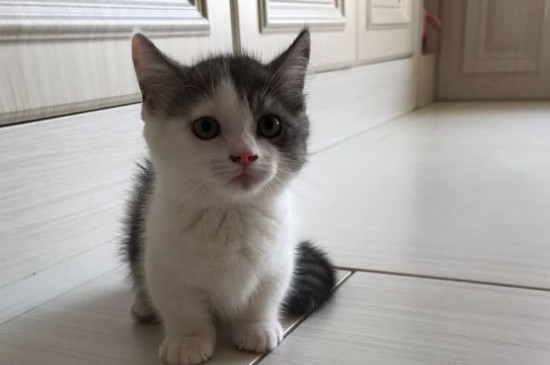 猫咪发烧怎么办