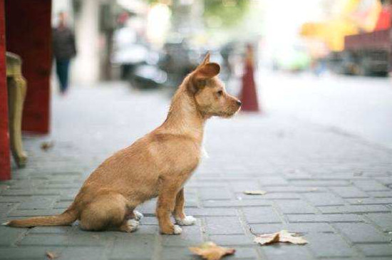 狂犬病的狗有什么症状，食欲异常喜欢犬吠攻击人