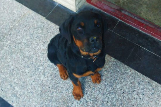 罗威纳犬的优缺点