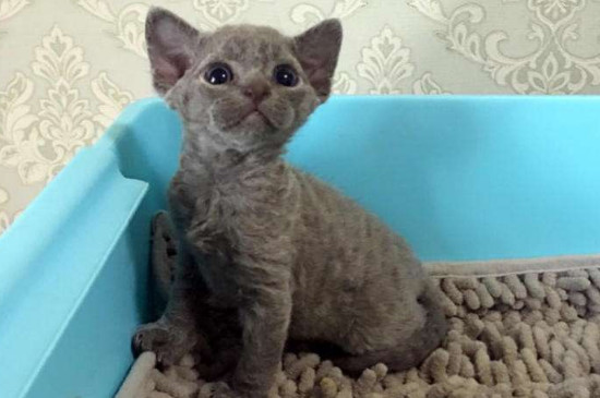德文卷毛猫的优缺点