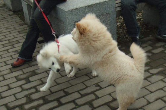 狗爱打架怎么纠正