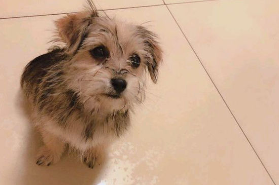 狗狗可以吃人的感冒药吗