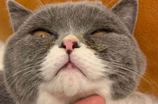 猫咪对主人会有感情吗