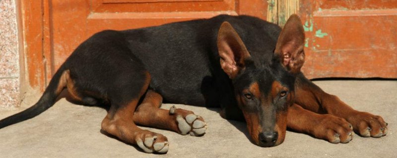 川红犬护主吗