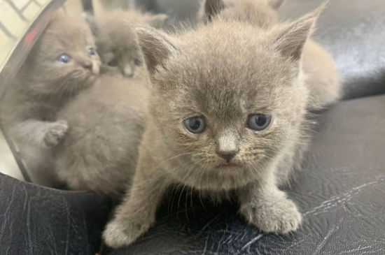 蓝猫换新主人多久熟悉