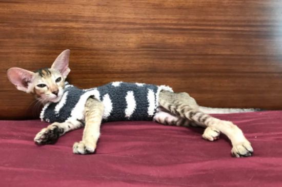 东方短毛猫掉毛吗