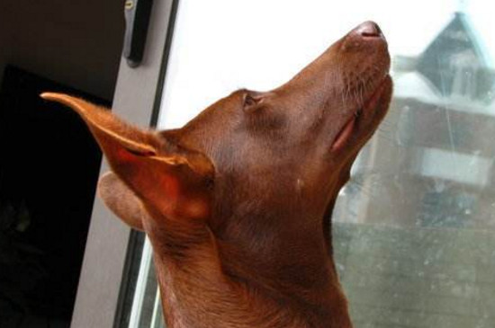 中国禁养法老王猎犬的原因，三个缺点导致法王不能养