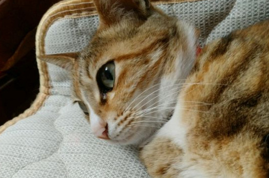 猫为什么要吃老鼠