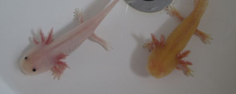 六角龙几天不喂会饿死