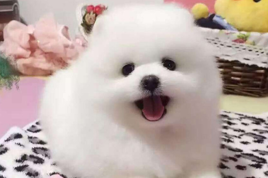 博美茶杯犬价格多少钱一只，价钱一般在8000元左右
