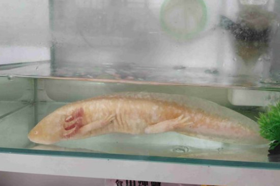 六角龙鱼不吃食怎么办