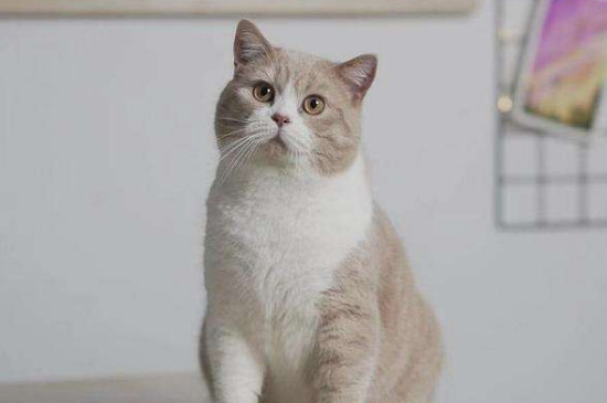 猫左腮帮子长了个硬包块
