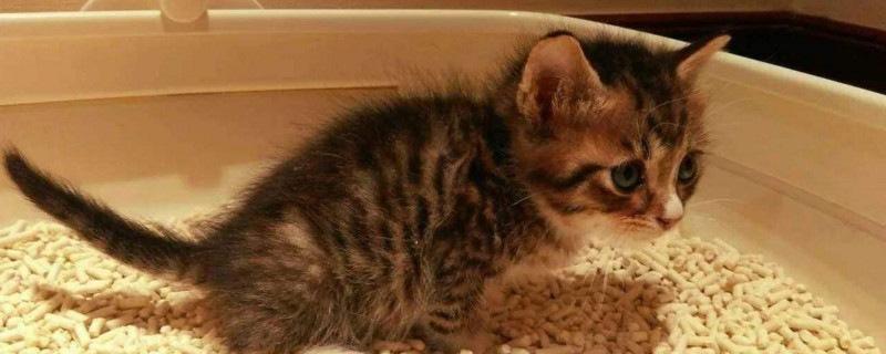猫咪不吃东西但很活泼