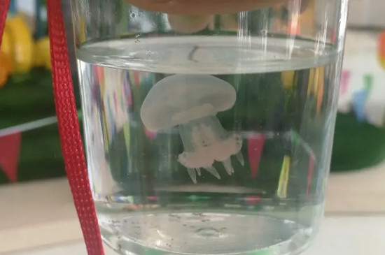 杯装水母怎么养