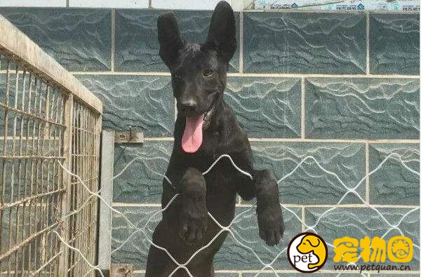 中国真正的猛犬黑狼犬，个头超大一口能咬下两斤肉