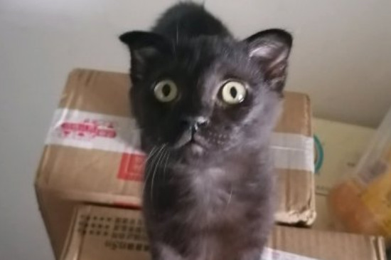猫多配几次就怀的多吗