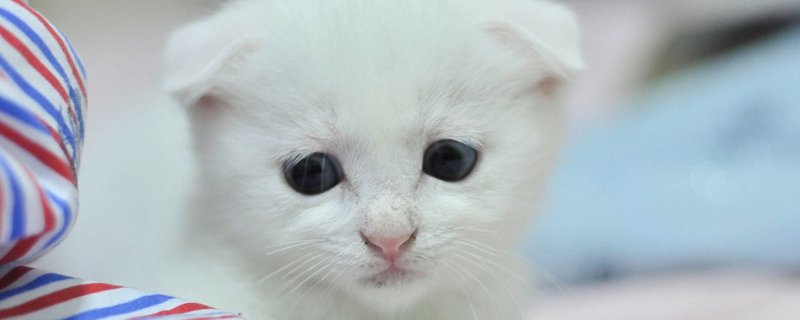 猫舌头上的倒刺能拔吗
