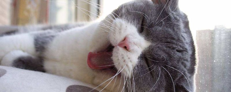 猫咪不喝水是什么原因