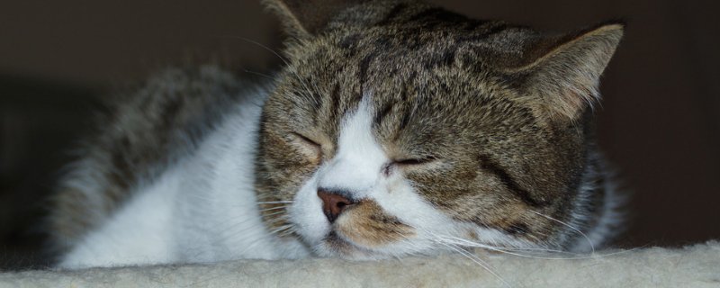 猫会知道自己被阉了吗
