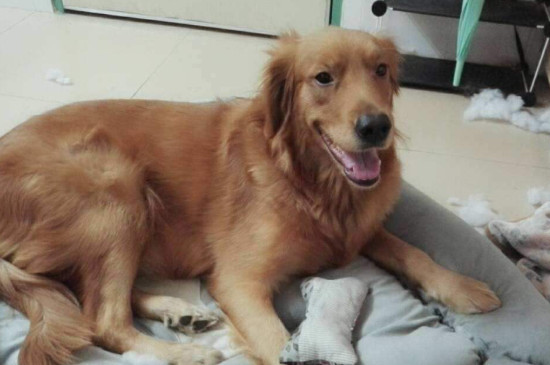 狗狗咬自己的毛是怎么回事