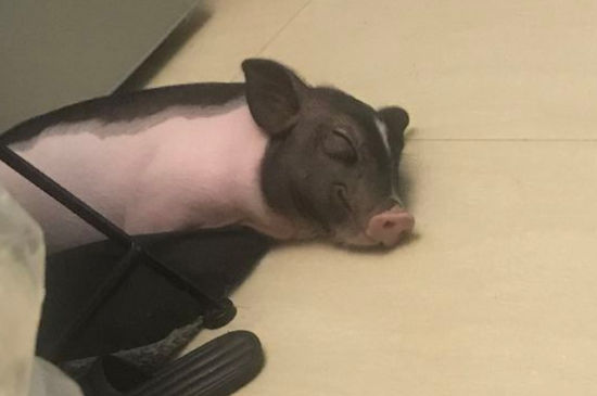 怎么给宠物猪洗澡