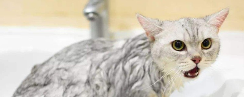 猫咪洗澡多久一次