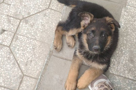 世界十大警犬