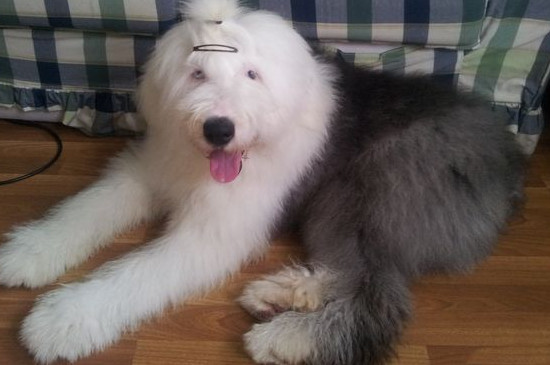 古牧犬智商