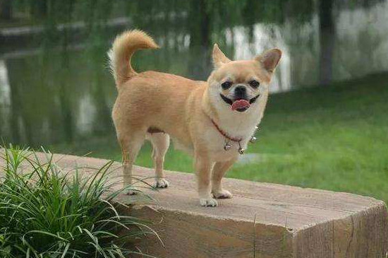 狗摇尾巴代表什么