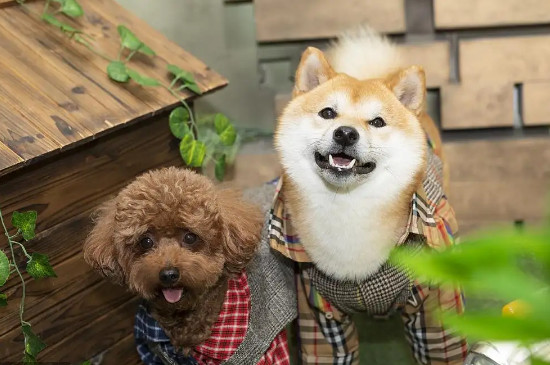 狗狗经常吐是怎么回事