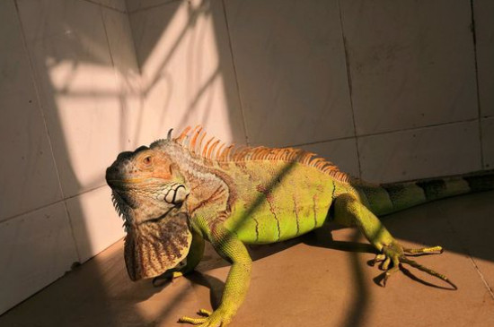 绿鬣蜥怎么泡澡