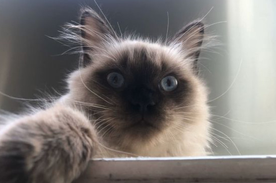 布偶猫多大开始爆毛