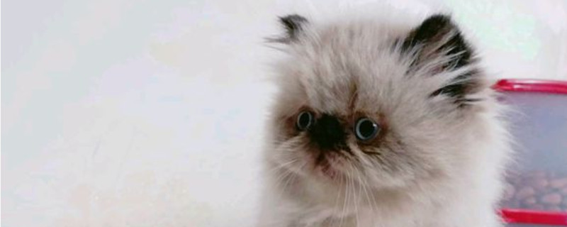 纯种喜马拉雅猫价格，喜马拉雅猫幼崽多少钱一只