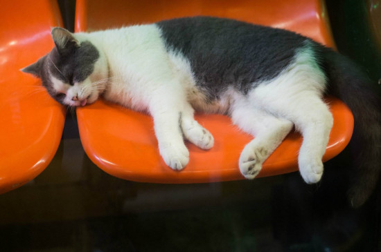 猫咪拉屎带血怎么回事