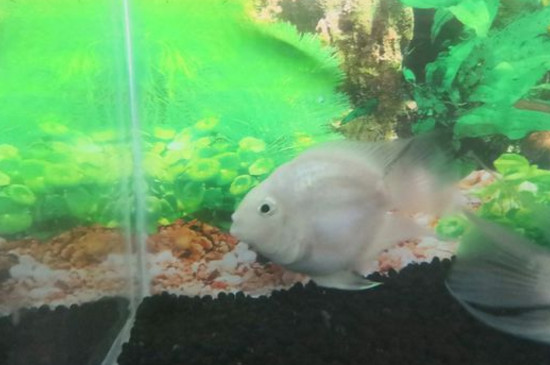 迷你鹦鹉起飞后几天喂食