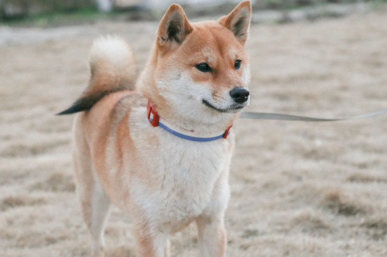 柴犬聪明吗
