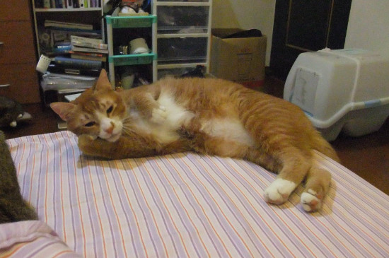猫咪眼屎黄粘稠怎么回事