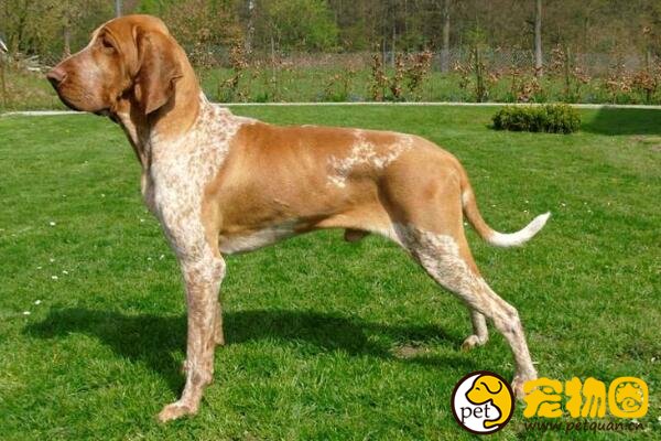 寻血猎犬世界上最出名的猎犬之一，中国把它训练成警犬