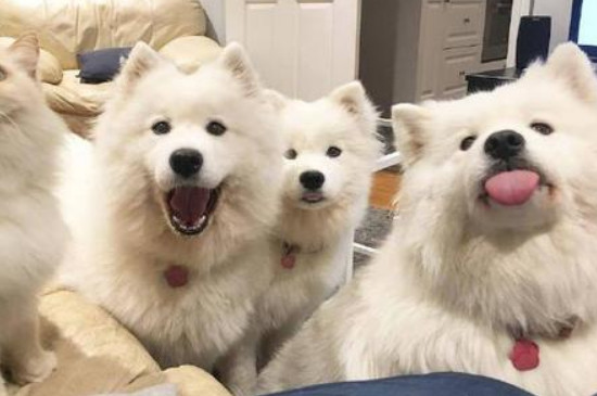 萨摩犬吃什么