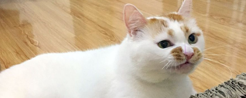 猫吐了没消化的猫粮