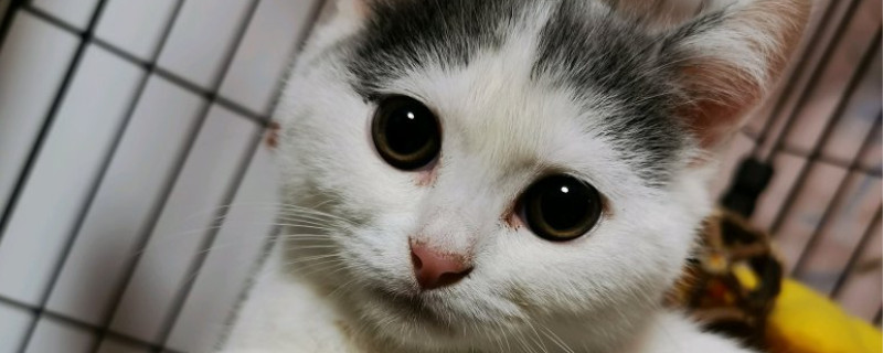 猫咪寄养需要注意些什么