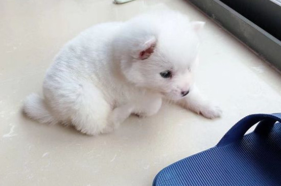 所有的狗都有狂犬病毒吗