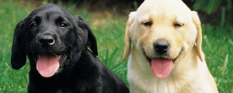 三大无攻击性犬类