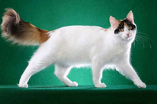 土耳其梵猫怎么饲养