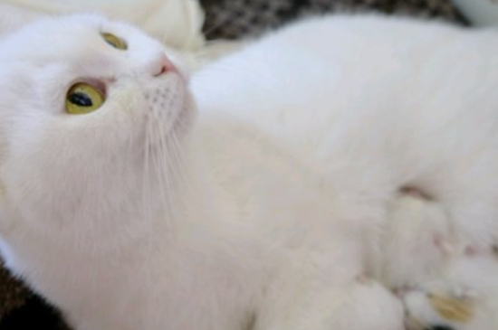 猫尿血多久会死