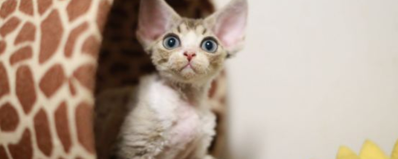 猫是突然鼻子使劲出气