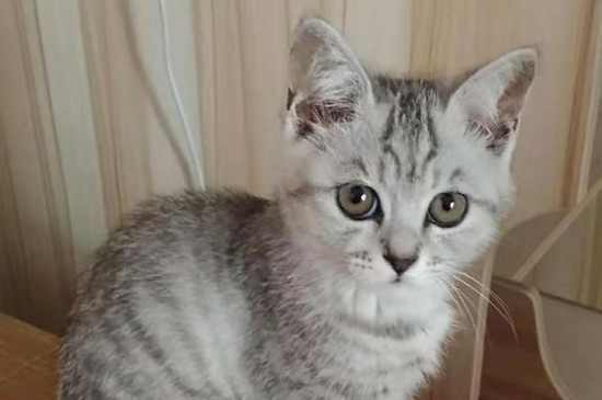 猫为什么拉稀