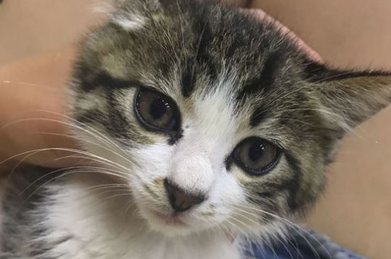 宠物猫有狂犬病吗