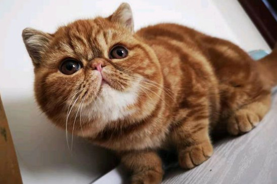 猫瘟是怎么引起的